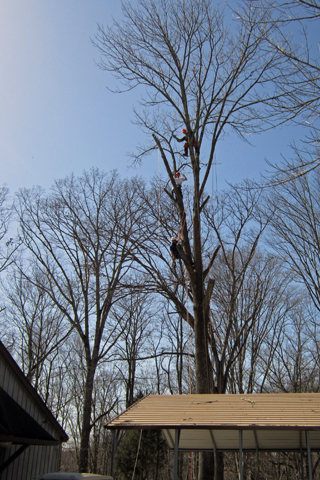 Great Onyx Job Corps urban forestry students trim trees at Mammoth Cave National Park