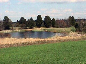 Dogan Pond, a pool of water in an open field with a smattering of cedar trees in the background.
