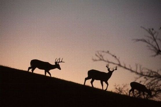 Deer in Manassas National Battlefield Park