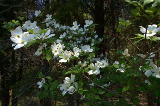 White petals on a flowering dogwood tree.