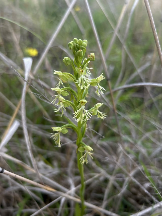 Ragged Fringed Orchid/Green Fringed Orchid