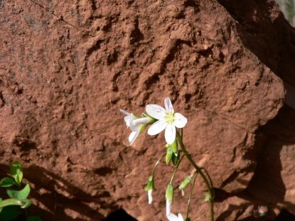 A spring beauty flower, with five petals in a star shape, blooms. Red soil is in the background.