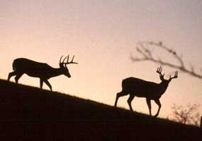 Deer at sunset