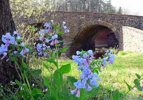 Bluebells at StoneBridge