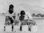 Guayule growers