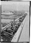 Hog Farm