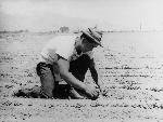 A man hunches over a row of seedlings in a field