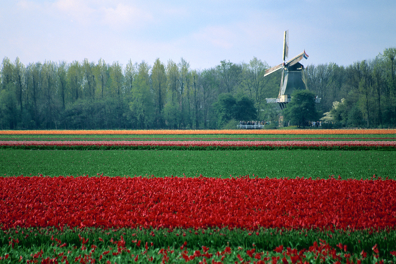 Dutch windmill