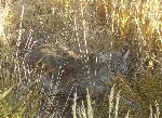 Bobcat