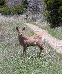 Mule Deer