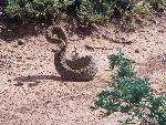 Prairie Rattlesnake