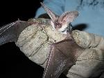 Spotted Bat