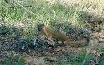 Weasel