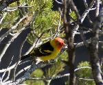 Western Tanager