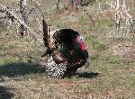 Wild Turkey