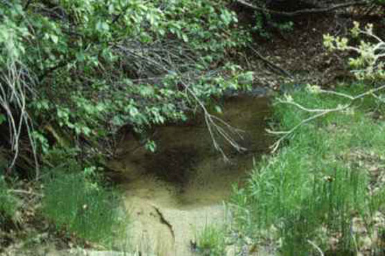 Canyon seep spring