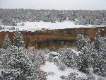 Spruce Tree House with winter snow