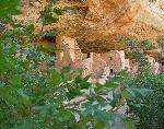 Spruce Tree House