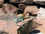 Collared lizard on a rock