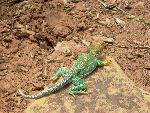 Collared lizard