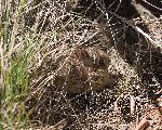 View of young cottontail.