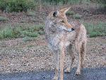 Coyote