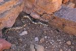 Gopher snake in archeological site