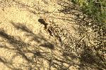 Mountain short-horned lizard