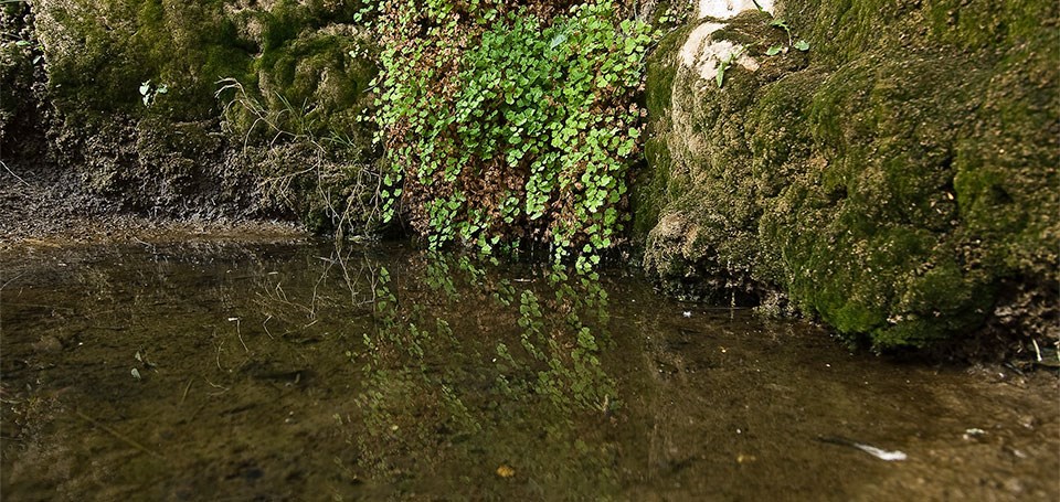Small pond of water next to a cliff wall surrounded by green plants.