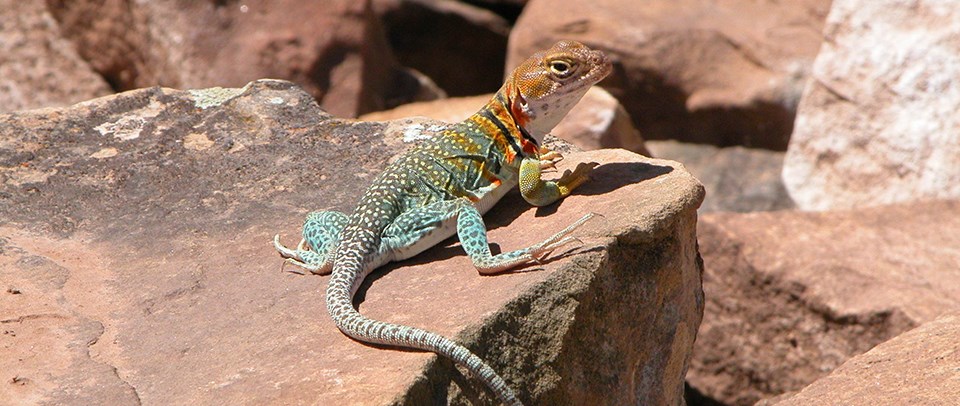 Collared lizard on rock