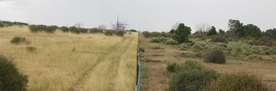 A fenced field showing grasses on one side and grazed area on the other.