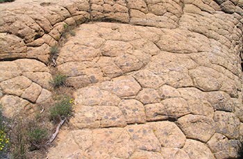A tan, sandstone surface that shows lines of weathering in a criss-crossed fashion, looking like a jumble of five-sided puzzle pieces.