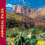 Annual Pass - Desert scene