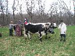Kerry and the Oxen