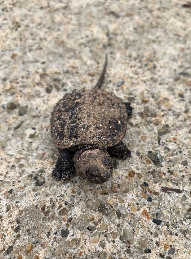A baby Common Snapping Turtle stands on a gravel path.