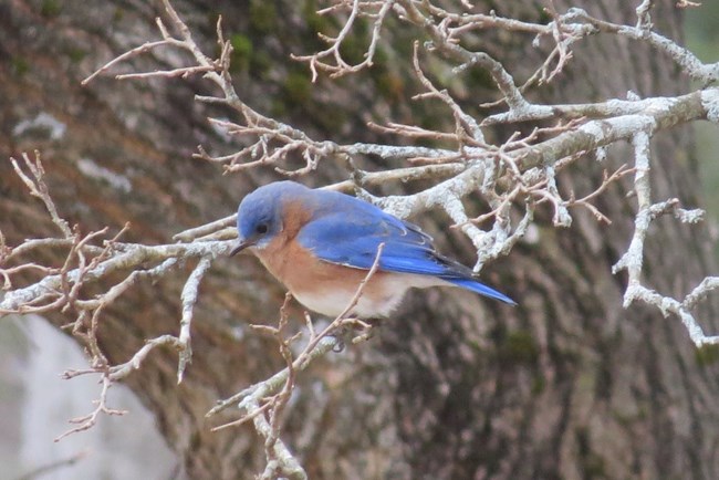 An Eastern Bluebird perches on a bare tree branch.