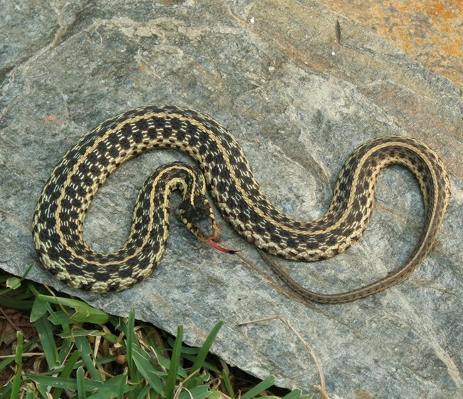 An Eastern Garter Snake coiled up on a large gray field stone.