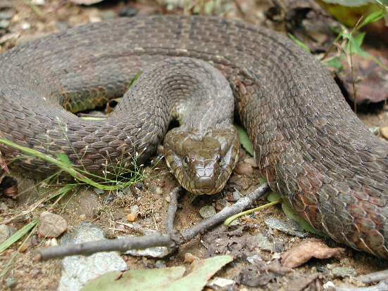 A Northern Water Snake lays on the forest floor.