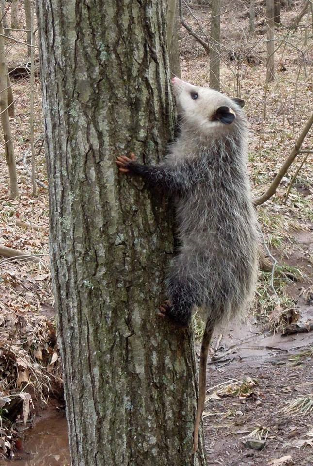 A Virginia Opossum scales a tree.