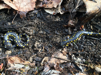 Two Spotted Salamanders lay in the dirt surrounded by brown leaves.