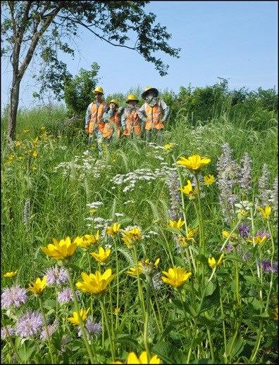 Prairie flowers with workers in the background