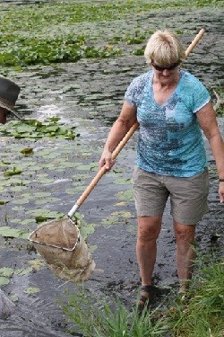 A volunteer wades in the water carrying a net.