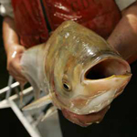 Silver Carp (Hypophthalmichthys molitrix)