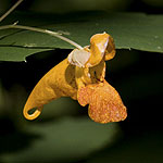 An orange Touch-me-not surrounded by green leaves.