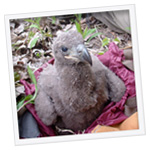 Eagle Survey
