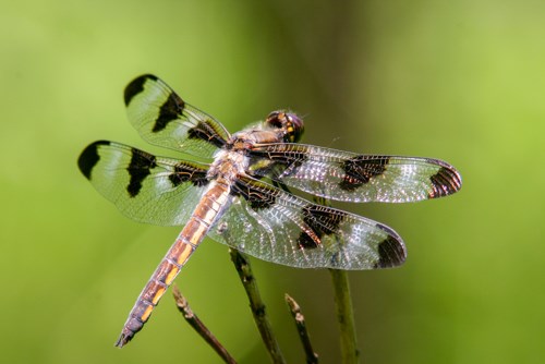 A large white and black winged dragonfly perched on a twig.