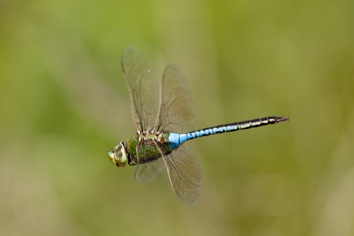 A large four-winged insect with green and blue coloration flying in a meadow.