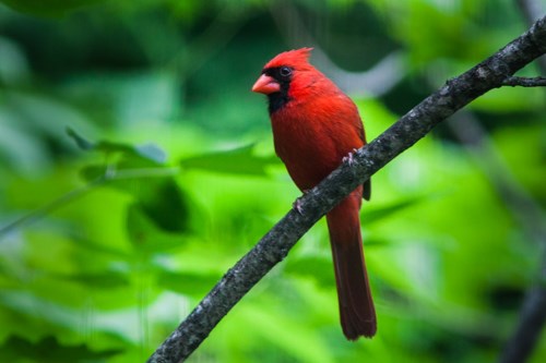 A bright red bird with a black mask perches on a twig.