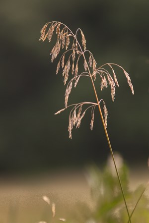 A large brown seed head on a stem of grass.