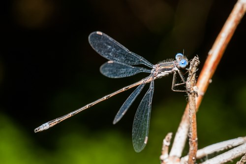A long slender insect rests on a twig.